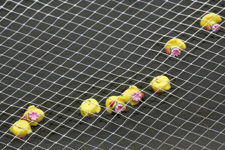 Toy ducks promote funds-raising event for Special Olympics