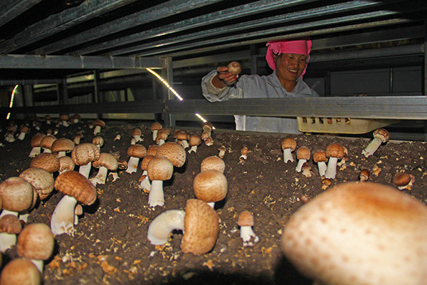 Ifull's project mushrooms