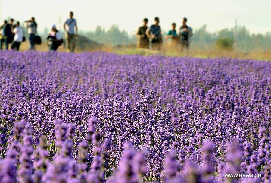 Field of Dreams