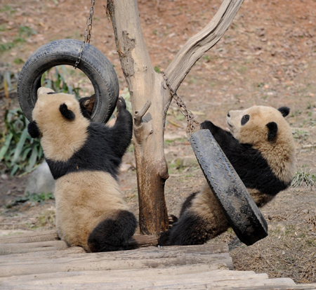 10 giant pandas to head for Expo 2010