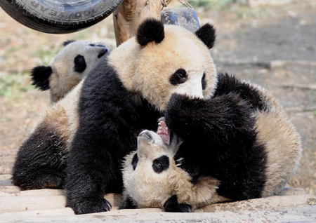 10 giant pandas to head for Expo 2010