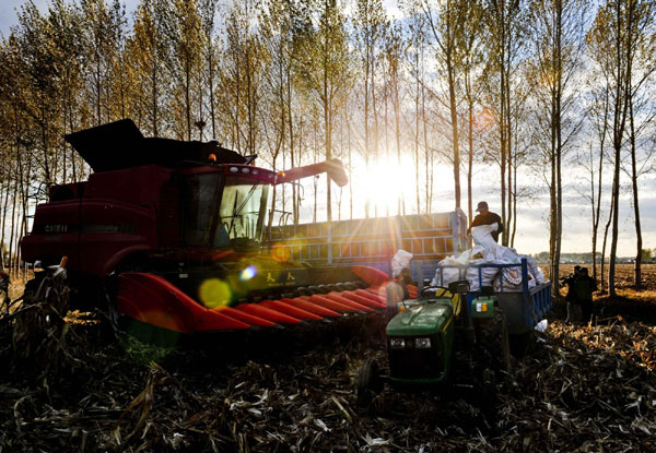 Farmers work in a corn field in Taiping village in Heilongjiang province on Oct 18, 2012. In the past decade, the rural productivity of the nation has increased by 10 to 20 percent. China's rural achievements in the past decade