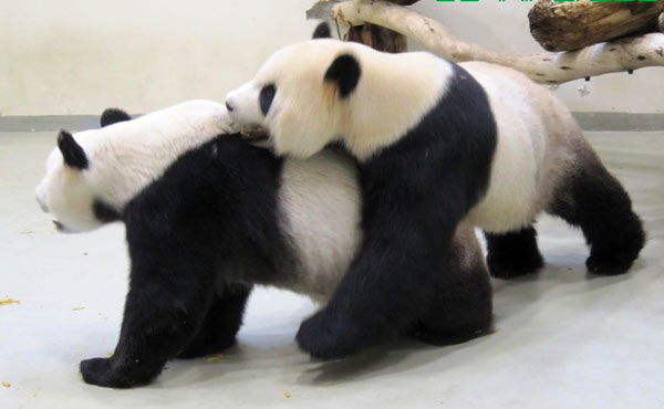 Expectation high for Taipei panda to conceive