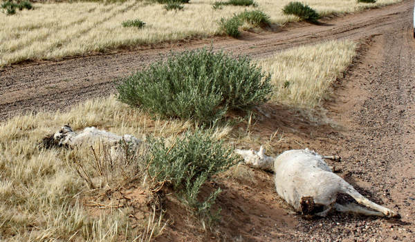 Inner Mongolia hit by severe drought Inner Mongolia hit by severe drought