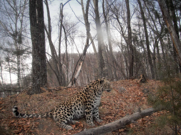 Rare Amur leopard photos captured in NE China