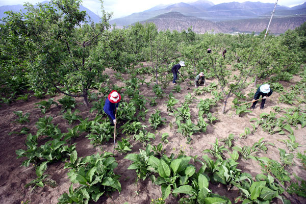 Battle to save valuable Tibetan herbs
