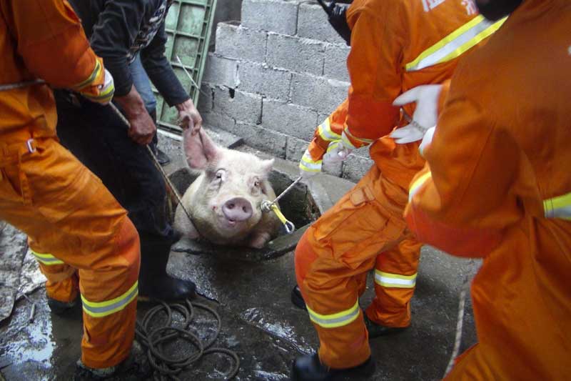 Saving his bacon