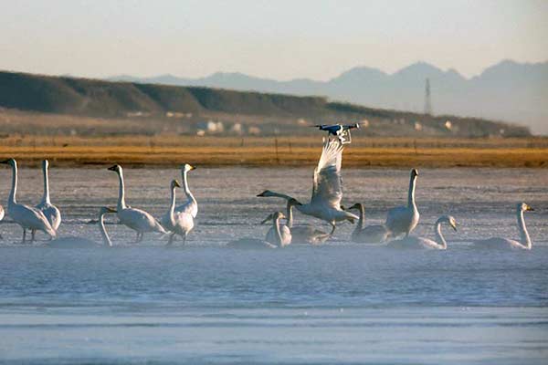 Drones add new wrinkle for wildlife