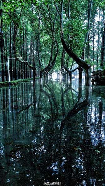 Wonderland appears in campus after rainstorm