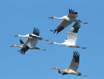 'Green development' plan sees progress, positive early results