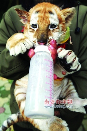 香江野生動(dòng)物園虎仔賀歲