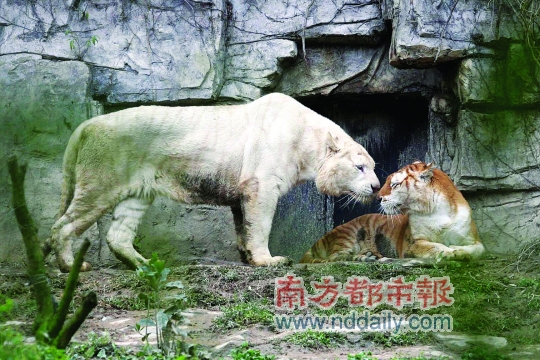 香江野生動物園虎仔賀歲