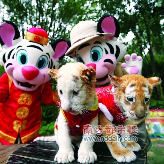 香江野生動(dòng)物園虎仔賀歲
