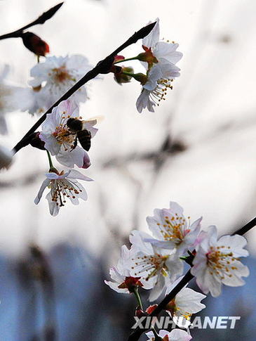 長(zhǎng)沙春來(lái)早 櫻花露笑顏（圖）