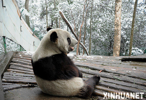 熊貓?zhí)┥降母綦x檢疫生活