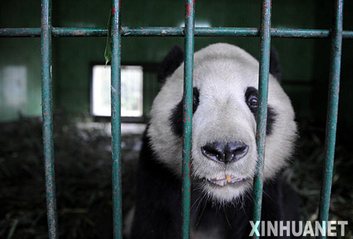 熊貓?zhí)┥降母綦x檢疫生活