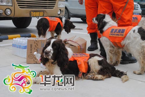 120名重慶救援隊(duì)員抵達(dá)玉樹 搜救犬現(xiàn)高原反應(yīng)