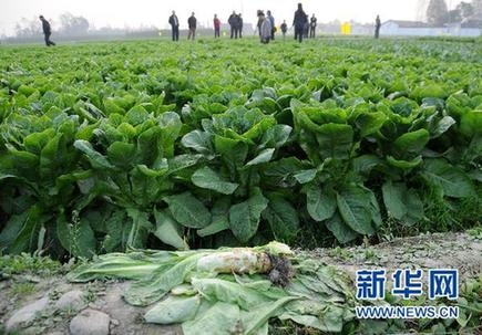豐收萵筍1毛錢(qián)1斤仍沒(méi)人買(mǎi) 賣(mài)菜難根子在