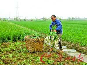 蒜價大跌菜農(nóng)跟風(fēng)蝕本 每畝虧損接近1000元(圖)