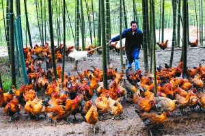 80后創(chuàng)業(yè):不開跑車開長安 海外歸來養(yǎng)土雞 組圖