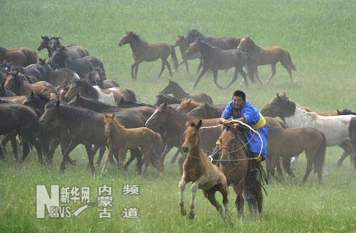 內(nèi)蒙古克什克騰旗舉辦馬文化節(jié)