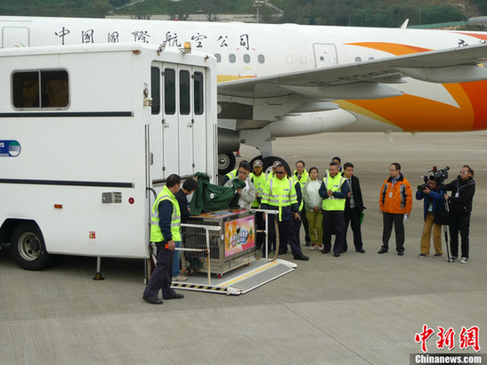 贈(zèng)澳大熊貓“開開”“心心”交接儀式在澳門舉行