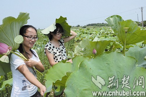 江夏第三代蓮蓬“水果味兒” 產(chǎn)值達2.5億元