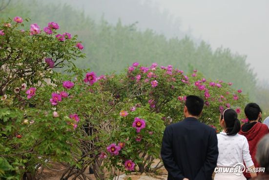 賞花何須到洛陽(yáng) 阿姑泉邊牡丹香