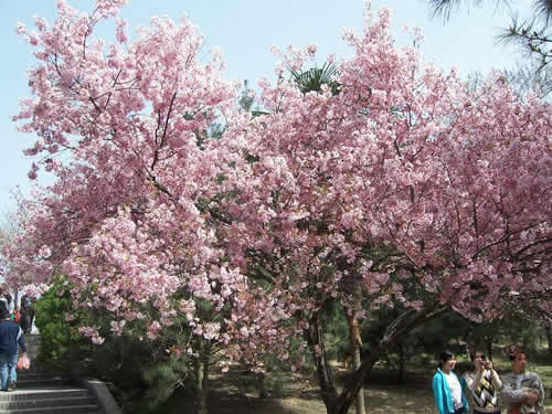 青龍寺櫻花：千年滄桑中那點(diǎn)櫻紅