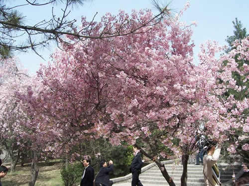 青龍寺櫻花：千年滄桑中那點(diǎn)櫻紅