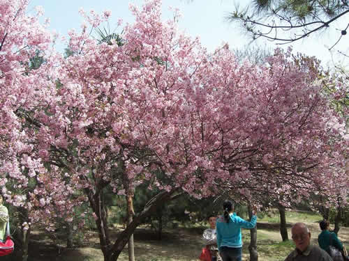 青龍寺櫻花：千年滄桑中那點(diǎn)櫻紅