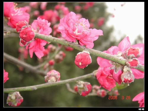 青龍寺櫻花：千年滄桑中那點櫻紅