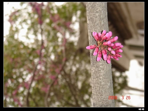 青龍寺櫻花：千年滄桑中那點(diǎn)櫻紅