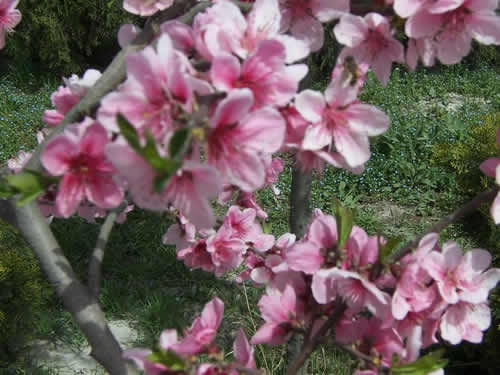青龍寺櫻花：千年滄桑中那點(diǎn)櫻紅