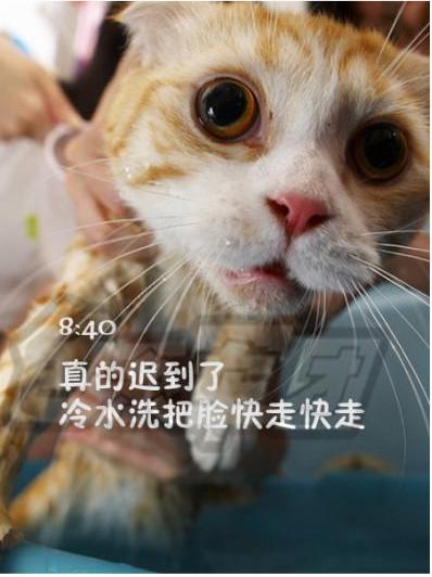 貓咪搞笑屌絲表情 演繹上班族的一天
