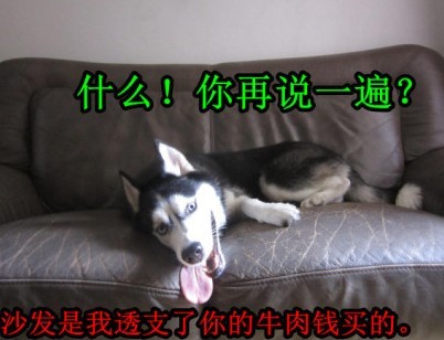 呆萌哈士奇網(wǎng)絡(luò)爆紅 囧表情加設(shè)計(jì)對(duì)白笑翻網(wǎng)友