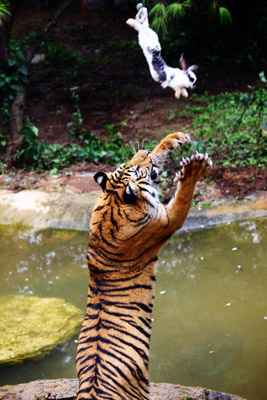 到云南野生動(dòng)物園“深入虎穴”近距離接觸老虎