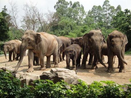 香江野生動(dòng)物世界：動(dòng)物的樂(lè)園