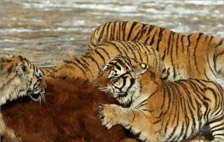 驚險(xiǎn)刺激虎林園