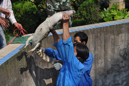昆明武警森林支隊(duì)安寧大隊(duì)解救鱷魚(yú) 移交動(dòng)物收容中心(圖)