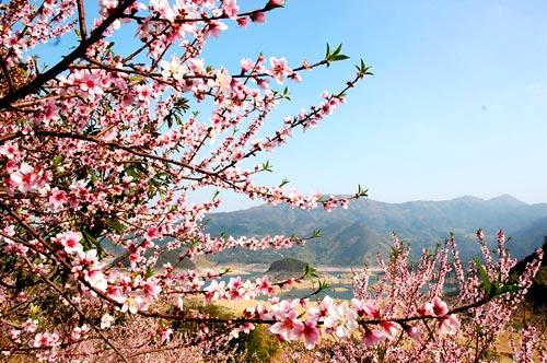 廣東清遠(yuǎn)：桃花朵朵笑春風(fēng)
