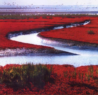 盤(pán)錦紅海灘