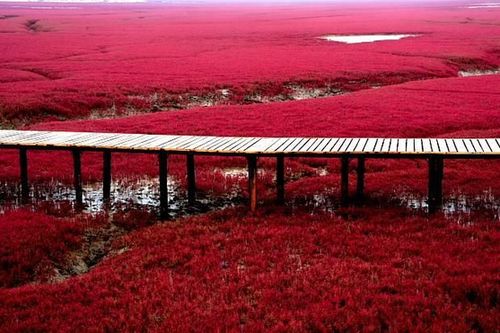 盤(pán)錦紅海灘