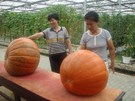 江蘇省鹽城市大力發(fā)展高效農(nóng)業(yè)示范園