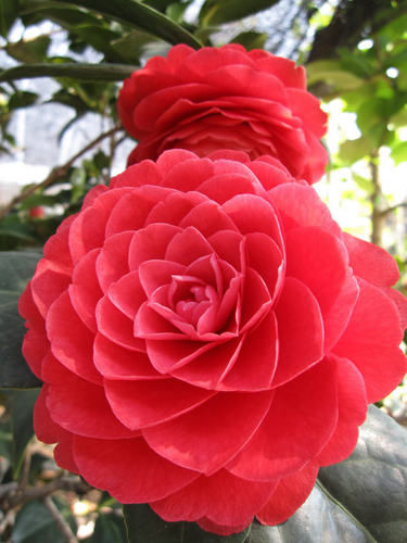 昆明每年都將為云南山茶花“過(guò)節(jié)”[圖]