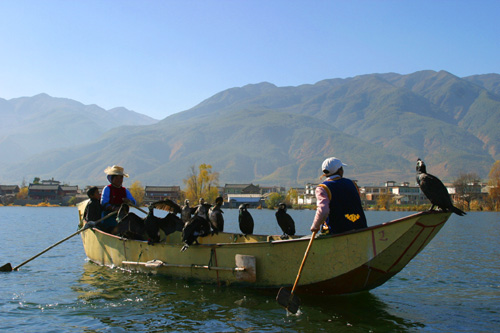 大理洱海：魚(yú)鷹捕魚(yú)醉人眼