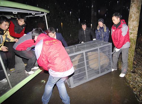 奧運(yùn)熊貓安全抵達(dá)浙江 溫嶺安家