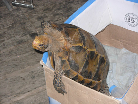 云南野生動物園收容國家二級保護(hù)動物凹甲陸龜