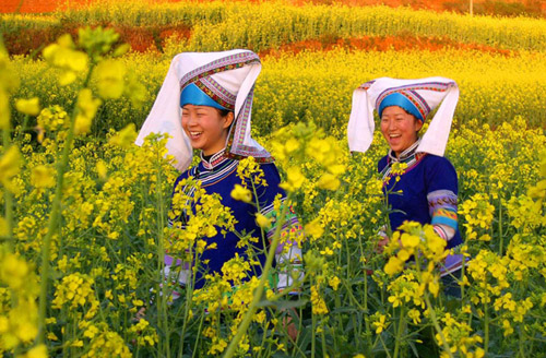 2010年云南羅平國(guó)際油菜花文化旅游節(jié)下月開(kāi)幕