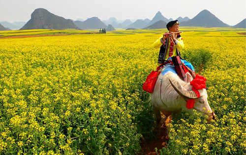 2010年云南羅平國(guó)際油菜花文化旅游節(jié)下月開(kāi)幕
